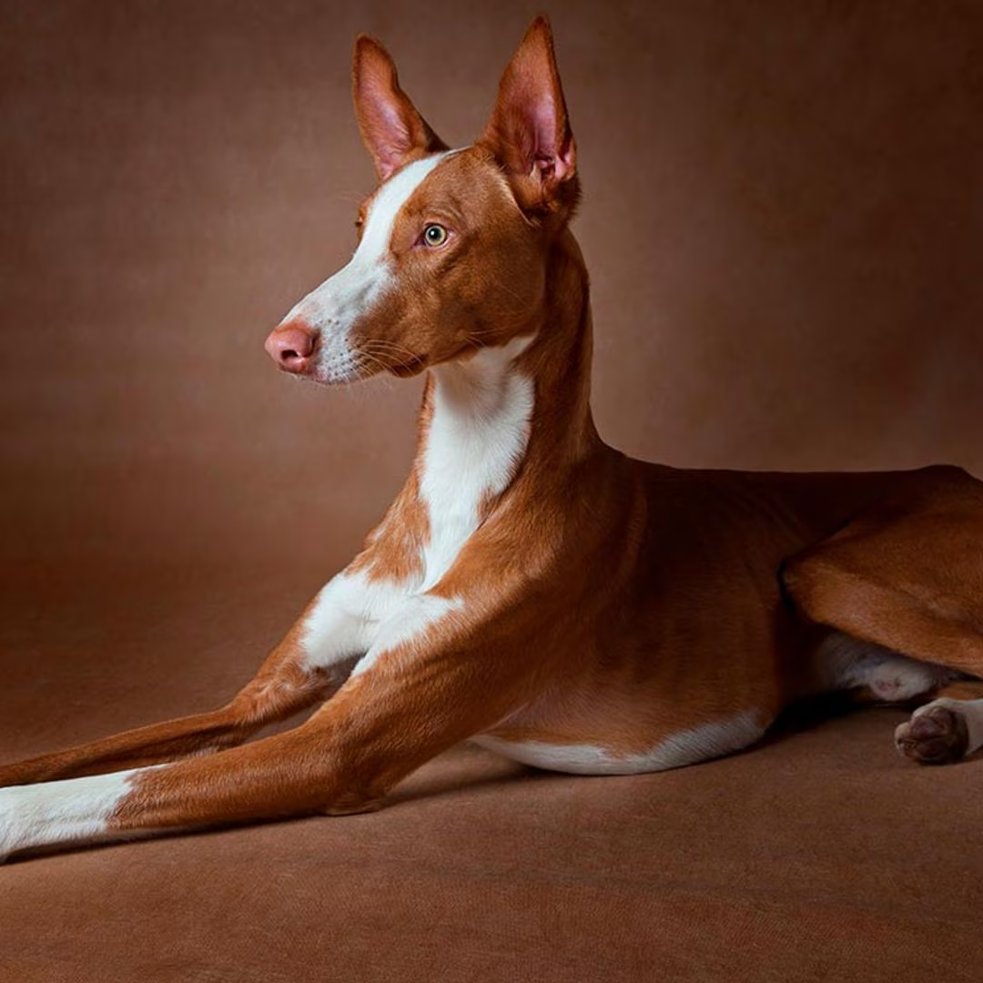 Podenco