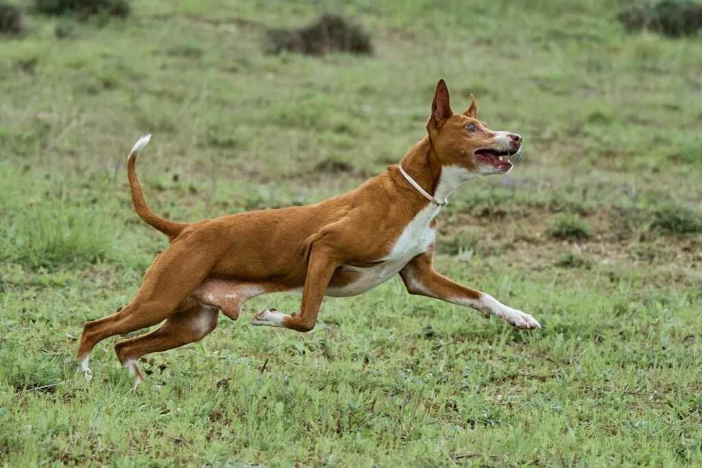 Podenco Corriendo